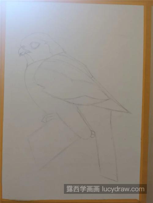 鹦鹉怎么画？素描小鸟的步骤有几步？
