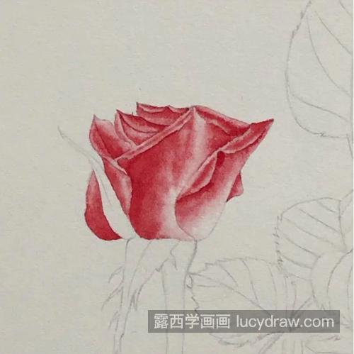红玫瑰怎么画？超详细的写实红玫瑰教程分享
