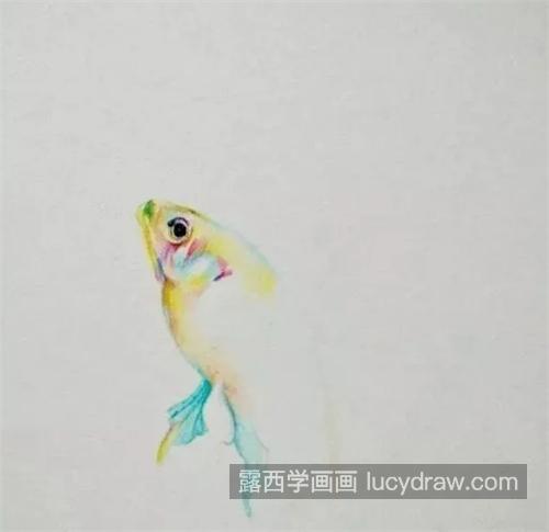 红尾金鱼怎么画？有哪些彩铅绘画步骤？