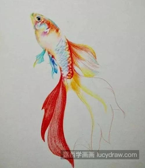 红尾金鱼怎么画？有哪些彩铅绘画步骤？