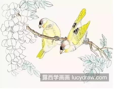 金丝雀怎么画？芙蓉鸟的绘画步骤有几步？