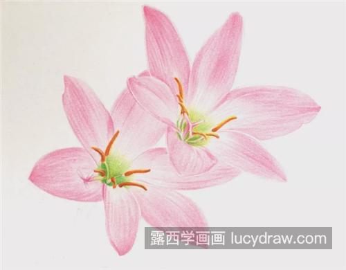 粉紫色百合花怎么画？有哪些彩铅绘画步骤？