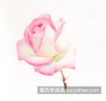 淡粉色月季花怎么画？同类色怎么运用？