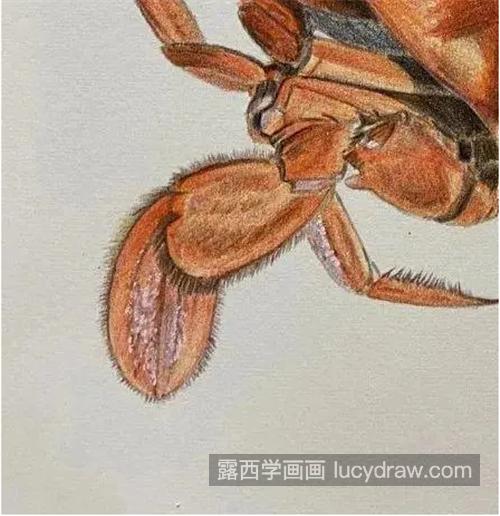 彩铅螃蟹怎么画？具体有哪些绘画步骤？