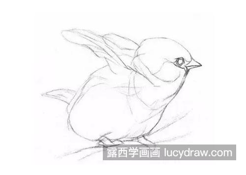 素描小麻雀怎么画？如何观察小鸟外形？