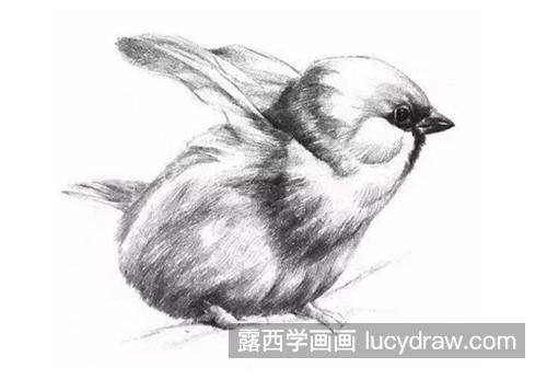 素描小麻雀怎么画？如何观察小鸟外形？