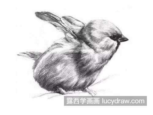 素描小麻雀怎么画？如何观察小鸟外形？