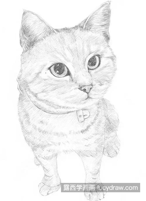 素描小猫怎么画？如何画好动物素描？