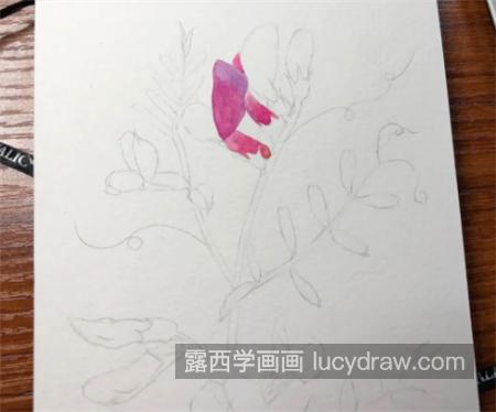 豌豆花怎么画？简单的水彩步骤有几步？