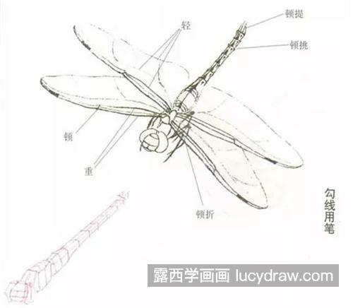 蜻蜓怎么画？详细的工笔画法是什么？