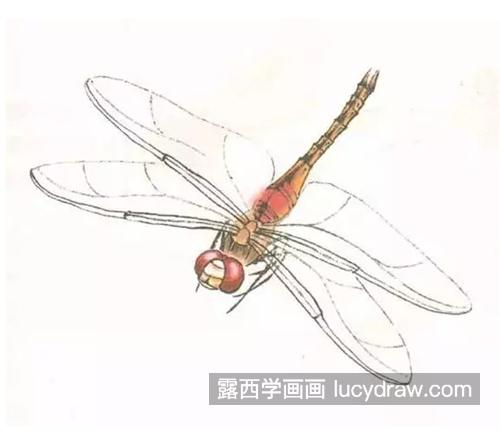 蜻蜓怎么画？详细的工笔画法是什么？