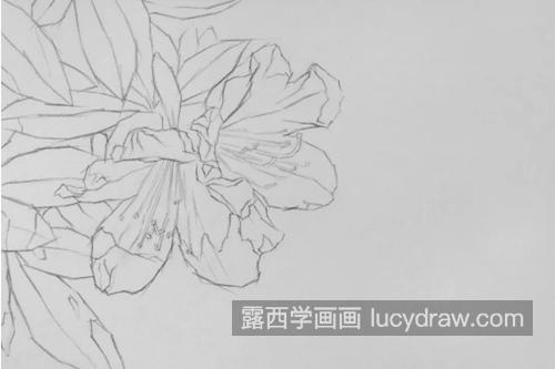 杜鹃花怎么画？素描杜鹃花的步骤有几步？