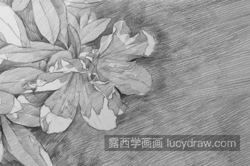 杜鹃花怎么画？素描杜鹃花的步骤有几步？