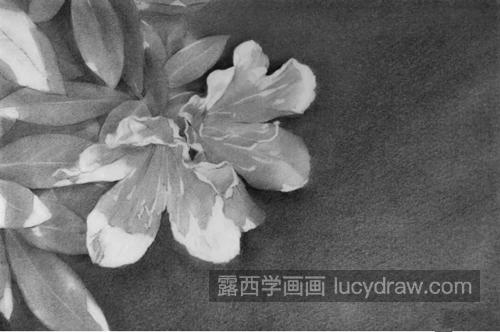 杜鹃花怎么画？素描杜鹃花的步骤有几步？