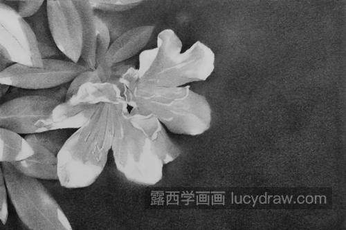 杜鹃花怎么画？素描杜鹃花的步骤有几步？