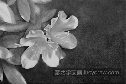 杜鹃花怎么画？素描杜鹃花的步骤有几步？