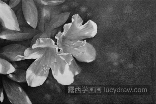 杜鹃花怎么画？素描杜鹃花的步骤有几步？