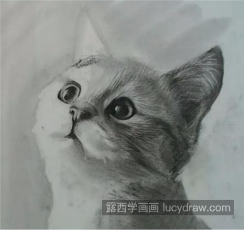 怎么画素描猫咪？小猫的素描画法是什么？