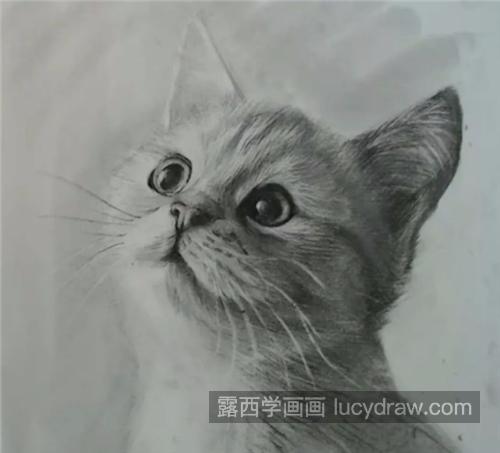 怎么画素描猫咪？小猫的素描画法是什么？