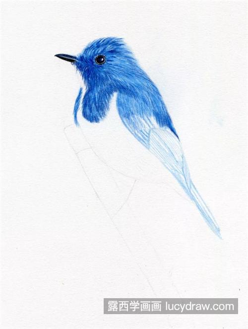 蓝色小鸟怎么画？教你画一只可爱的小肥啾