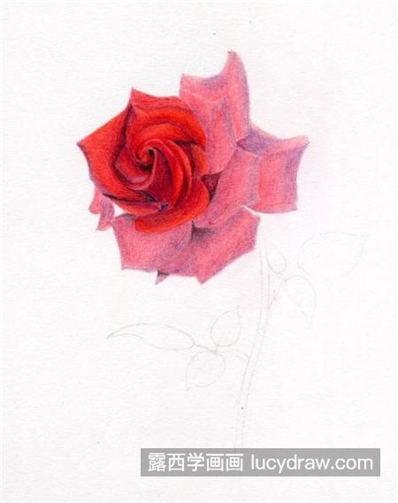 红玫瑰怎么画？玫瑰花有哪些彩铅绘画步骤？