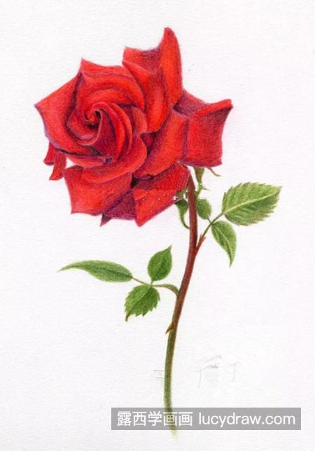红玫瑰怎么画？玫瑰花有哪些彩铅绘画步骤？