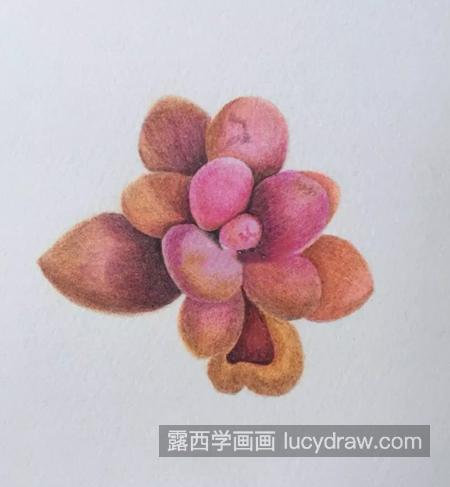 多肉桃蛋怎么画？具体的彩铅画步骤有哪些？