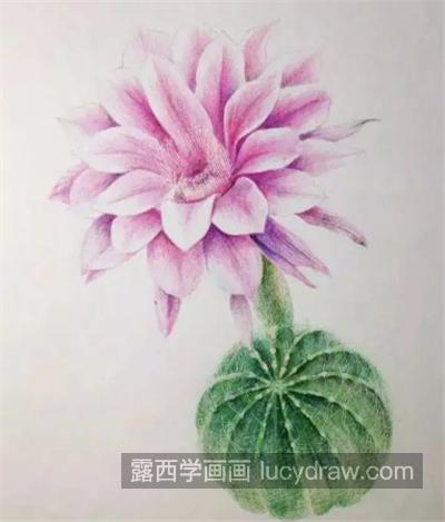 开花的仙人球怎么画？仙人球的花彩铅步骤有哪些？