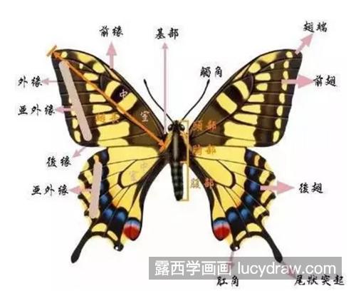 蝴蝶和兰花怎么画？具体的工笔画步骤有哪些？