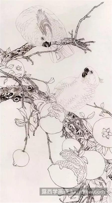 石榴鹦鹉怎么画？凤头鹦鹉的绘画步骤有哪些？
