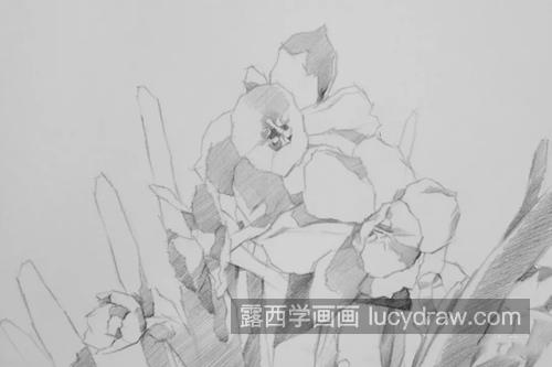 素描水仙怎么画？水仙的素描教程是什么？