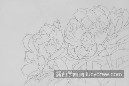 素描牡丹怎么画？怎么画逆光的牡丹花？