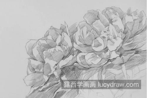 素描牡丹怎么画？怎么画逆光的牡丹花？