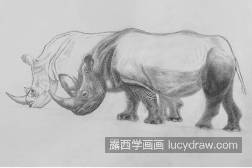 犀牛怎么画？具体的素描步骤是什么？