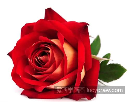 水彩玫瑰怎么画？红玫瑰的水彩步骤有哪些？