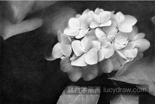 绣球花怎么画？素描花卉的步骤有哪些？