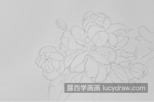 素描海棠怎么画？海棠花的图文步骤有哪些？