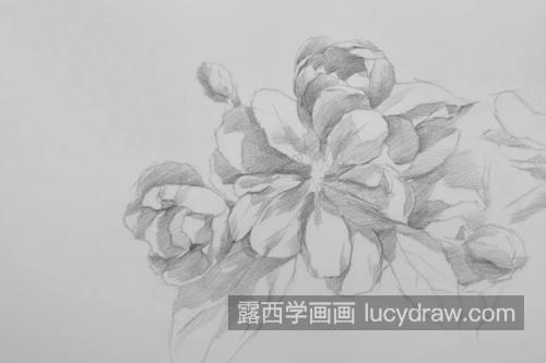 素描海棠怎么画？海棠花的图文步骤有哪些？