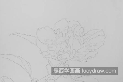 木槿花怎么画？无穷花的素描画法是什么？