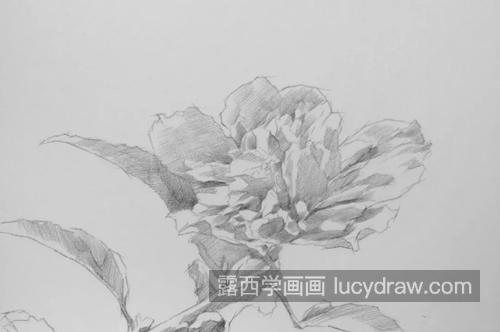 木槿花怎么画？无穷花的素描画法是什么？