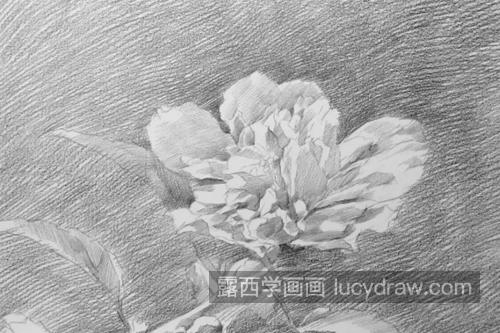 木槿花怎么画？无穷花的素描画法是什么？