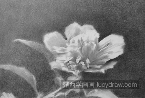 木槿花怎么画？无穷花的素描画法是什么？