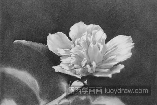 木槿花怎么画？无穷花的素描画法是什么？