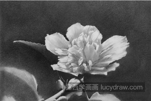 木槿花怎么画？无穷花的素描画法是什么？