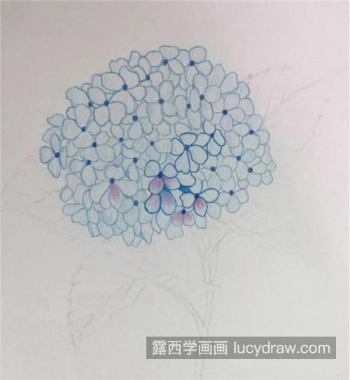 彩铅绣球怎么画？绣球花的绘画过程是什么？