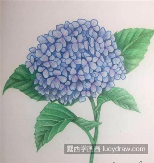 彩铅绣球怎么画？绣球花的绘画过程是什么？