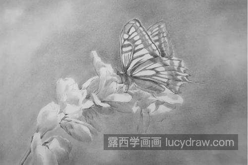 蝶恋花怎么画？蝴蝶兰花的素描流程是什么？