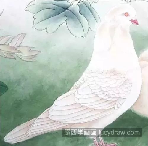白色鸽子怎么画？白鸽的绘画流程是什么？