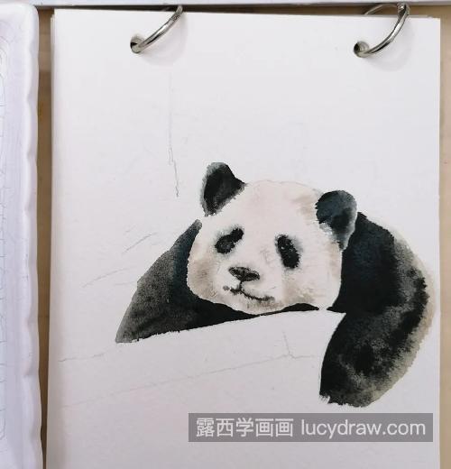 大熊猫怎么画？熊猫水彩步骤有几步？