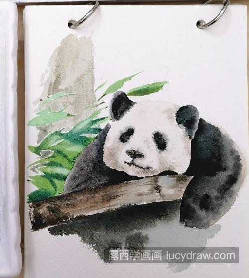 大熊猫怎么画？熊猫水彩步骤有几步？